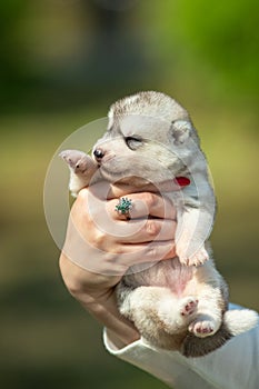 Woman holds black, white and orange colored Siberian Husky puppy in her hands. Young dog isolated with green background