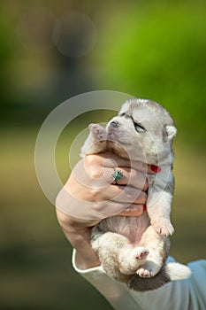 Woman holds black, white and orange colored Siberian Husky puppy in her hands. Young dog isolated with green background