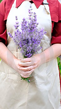 A woman holds a bouquet of lavender in her hands. Fragrant lavender flowers