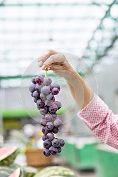 Woman holds branch of red grape