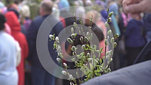 A woman holds the branches of a blossoming willow on a church feast. Palm Sunday, lighting with holy water, spring, copy
