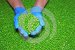 Woman holds a bunch of peas in her hands in food processing plant