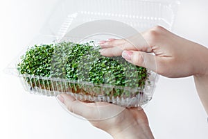 Woman holds and cares for sprouts of micro greens plants in plastic box, hands close-up,  on white background