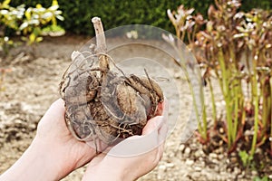 Woman holds the dahlia rhizome in the garden