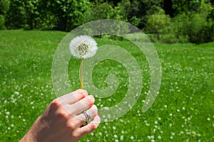 Woman holds a dandelion and blows on it. Woman hand holding a dandelion against the green meadow