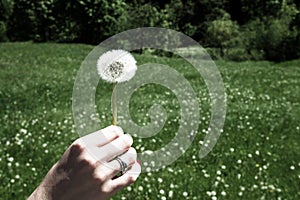 Woman holds a dandelion and blows on it. Woman hand holding a dandelion against the green meadow