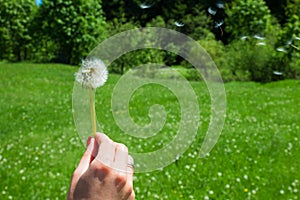 Woman holds a dandelion and blows on it. Woman hand holding a dandelion against the green meadow