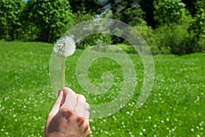 Woman holds a dandelion and blows on it. Woman hand holding a dandelion against the green meadow