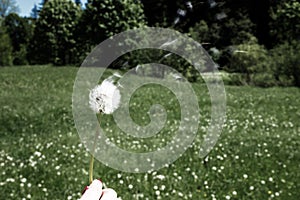 Woman holds a dandelion and blows on it. Woman hand holding a dandelion against the green meadow. Bleach photo