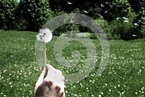 Woman holds a dandelion and blows on it. Woman hand holding a dandelion against the green meadow. Bleach photo