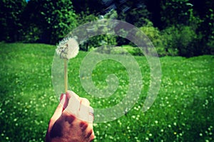 Woman holds a dandelion and blows on it. Woman hand holding a dandelion against the green meadow. Vignette, hight contrast