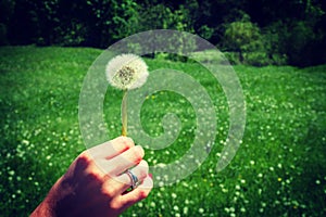 Woman holds a dandelion and blows on it. Woman hand holding a dandelion against the green meadoww. Vignette, hight contrast