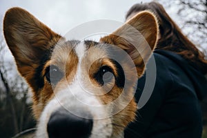 A woman holds a dog in her arms. Wide-angle close-up portrait of Welsh corgi Pembroke tricolor.