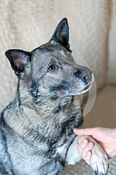 Woman holds dog`s paw in her hand