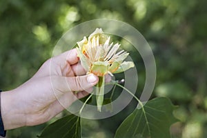 The woman holds the flower in the tulip tree