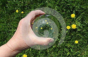 A woman holds a glass ball in her hand in which the dandelion flowers can be seen in a meadow