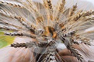 A woman holds golden ears of wheat against the background of a ripening field.
