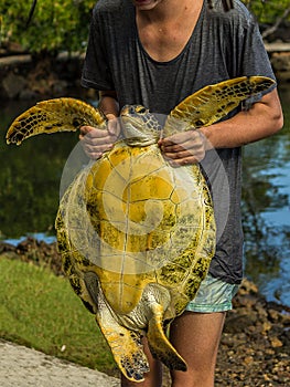 Woman holds green sea turtle Chelonia mydas by front paws