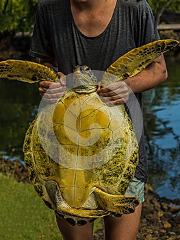 Woman holds green sea turtle Chelonia mydas by front paws. Its also known as the green, black sea or Pacific green turtle of