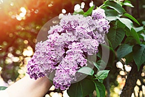 Woman holds in her hand purple branch of blossoming lilac. Botanical Garden. May day, sunset. Selective focus, close-up