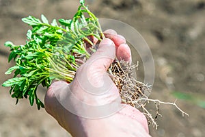 A woman holds in her hand a tomato seedling with roots for planting and growing a tomato