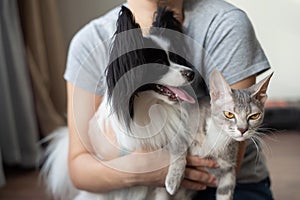 A woman holds in her hands a brush sphinx cat and a papillon dog