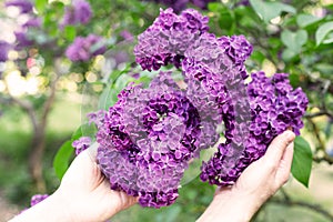 Woman holds in her hands purple branch of flowering lilac. Lilac bush bloom. Botanical garden, sunny May day. Selective focus,