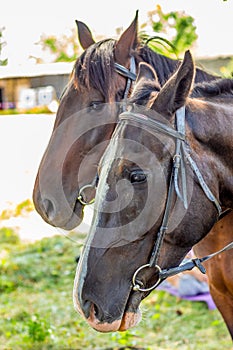 A woman holds a horse`s bridle. Portrait of a horse in profile close-up