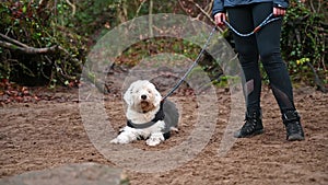 Woman holds lead, pets Old English Sheepdog puppy