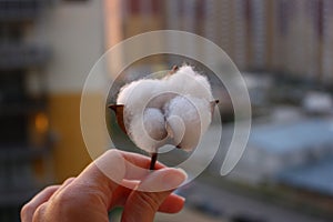 Woman holds in left hand white big fluffy upland cotton boll Gossypium hirsutum. Blurred background.