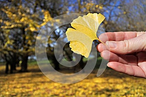 Woman holds a Maidenhair tree yellow leaf