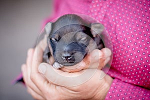 A woman holds a newborn baby puppy in her hands. A manifestation of love for animals_