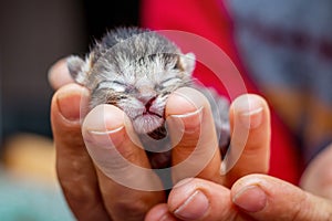 Woman holds newborn baby`s little defenseless kitten on her han
