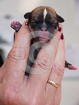 Woman holds a newborn puppy with closed eyes between her fingers