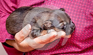 A woman holds a newborn puppy on her hand. Caring for animals_