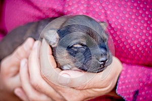A woman holds a newborn puppy in her hands. Caring for animals_