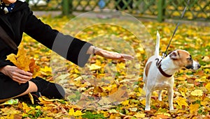 A woman holds out a hand of friendship to a dog looking the other way.