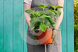 Woman holds a pot with a seedling of Hydrangea flower in her hands. Hortensia macrophylla - latin name of plant