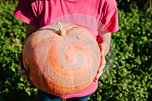 A woman holds a pumpkin in her hands over background field, picking out on a farm at sunset. Autumn harvest. Vegetable garden.