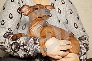 A woman holds a puppy in her arms. The puppy& x27;s muzzle is sideways.. Portrait.