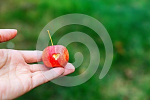 A woman holds a red crab Apple with a heart in his hand. An Apple on a green blurry background