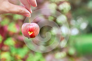 A woman holds a red crab Apple with a heart in his hand by the stem. Apple on a background of bright autumn leaves. Woman`s hand