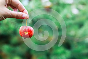 A woman holds a red crab Apple with a heart in his hand by the stem. An Apple on a green blurry background