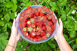 woman holds a red ripe juicy strawberry in a cup in the garden. Growing and harvesting berries