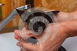 A woman holds a small black frightened kitten in her hands and bathes it in the sink under the tap.