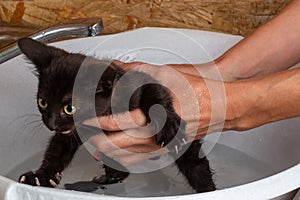 A woman holds a small black scared kitten in her arms and is going to bathe him.