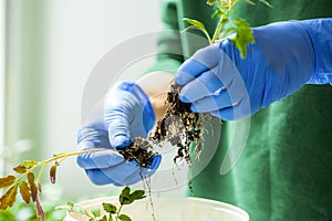 Woman holds tomato seedlings in her hands