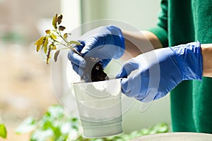 Woman holds tomato seedlings in her hands