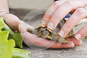 Woman holds a turtle