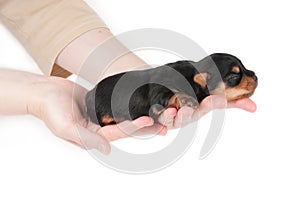 Woman holds two week old puppy